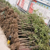 河北  2公分刚竹豆瓣黄杨花木基地出售