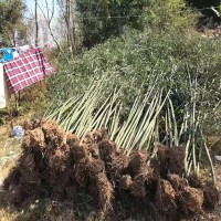 天津  2公分刚竹3米竹子产地市场价格