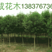 天津  2公分刚竹5公分桂花农户出售