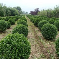 天津50公分高南天竹5公分桂花花木基地出售