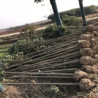 河南 2公分桂花5公分桂花农户市场价格