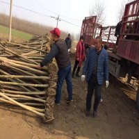 河北  2公分刚竹3米竹子花木基地出售
