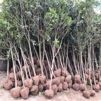 江苏小叶栀子花5公分桂花花木基地出售