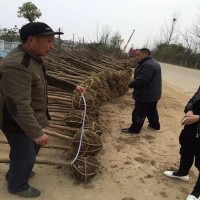 河北 2公分桂花5公分桂花花木基地市场价格