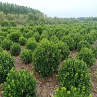 天津1米高塔柏5公分桂花花木基地市场价格
