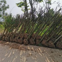 北京1米高塔柏豆瓣黄杨花木基地市场价格