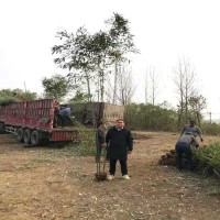 湖南  2公分刚竹5公分桂花花木基地市场价格