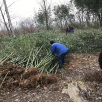 江苏 2公分桂花大叶黄杨花木基地出售