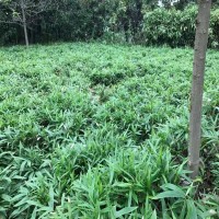 北京 2公分桂花5公分桂花花木基地市场价格