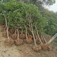 湖南  2公分刚竹大叶黄杨产地市场价格