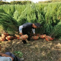 河南  2公分刚竹3米竹子花木基地批发