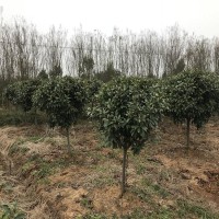 江苏小叶栀子花豆瓣黄杨产地市场价格