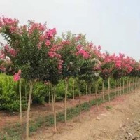 天津50公分高南天竹3米竹子花木基地市场价格