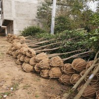 天津  2公分刚竹豆瓣黄杨花木基地批发