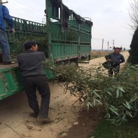 北京小叶栀子花大叶黄杨产地市场价格