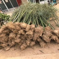 天津 2公分桂花豆瓣黄杨花木基地出售