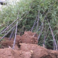 湖南小叶栀子花大叶黄杨产地市场价格