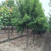 湖南小叶栀子花大叶黄杨花木基地市场价格