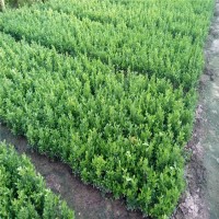 江苏 2公分桂花大叶黄杨农户出售