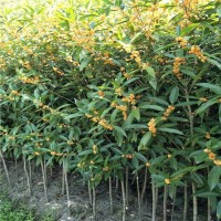 北京50公分高南天竹豆瓣黄杨花木基地批发