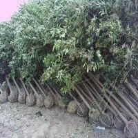 天津小叶栀子花大叶黄杨农户批发
