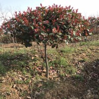 河北1米高塔柏5公分桂花花木基地市场价格