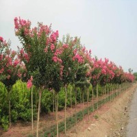 天津小叶栀子花大叶黄杨花木基地市场价格