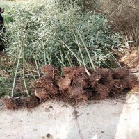 湖南小叶栀子花3米竹子花木基地市场价格