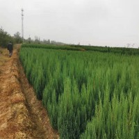 河南50公分高南天竹大叶黄杨产地批发