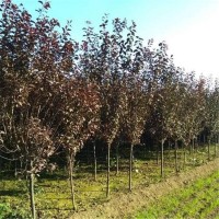 湖南 2公分桂花豆瓣黄杨花木基地出售